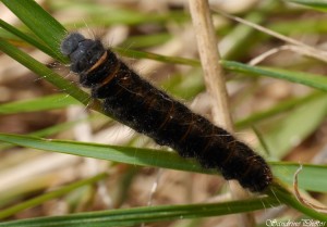 Chenille noire et orange sur brin d'herbe, La Bougrière, Route de L'Isle Jourdain, Poitou-Charentes, 05-07-2014 (2).jpg