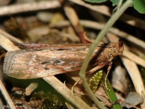 20140707_§_Moitrelia_obductella_5046.jpg