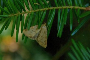Photedes minima-ROTH8001 - Copie.jpg