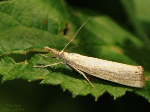 20140707_§_Agriphila_straminella_5011.jpg