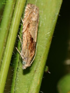 20140707_§_Eucosma_cana_5071.jpg
