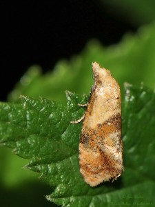 20140712_§_Cochylidia_rupicola_5210.jpg
