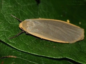 20140712_§_Eilema_lurideola_5103.jpg