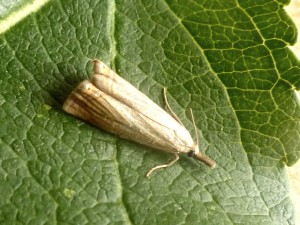 1-crambus des jardins.JPG