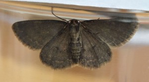 Geometridae Ectropis crepuscularia b.jpg