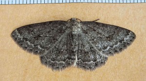 Geometridae Ectropis crepuscularia a.jpg