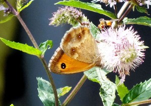 Nymphalidae Pyronia tithonus d.jpg