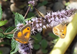 Nymphalidae Pyronia tithonus c.jpg