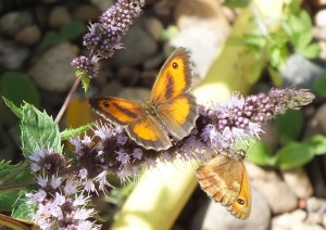 Nymphalidae Pyronia tithonus b.jpg