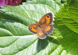 Nymphalidae Pyronia tithonus a.jpg