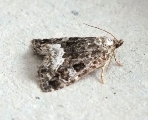 Noctuidae Protodeltote pygarga b.jpg