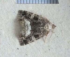 Noctuidae Protodeltote pygarga a.jpg