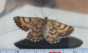 Ematurga atomaria b.jpg