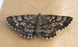 Ematurga atomaria a.jpg