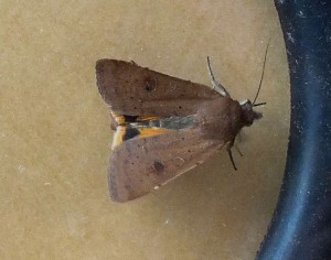 Noctuidae Noctua comes c.jpg