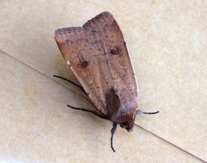 Noctuidae Noctua comes a.jpg