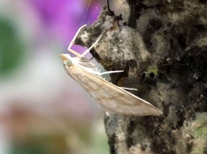 Paracorsia repandalis b.jpg