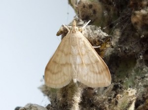 Paracorsia repandalis a.jpg