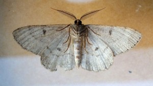 Geometridae Hypomecis punctinalis b.jpg