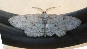 Geometridae Hypomecis punctinalis a.jpg