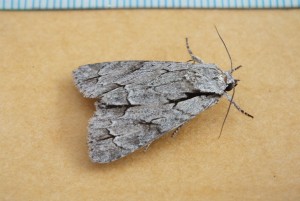 Noctuidae Acronicta psi c.jpg