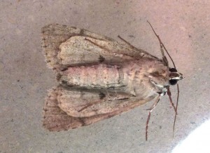 Noctuidae Acronicta psi b.jpg