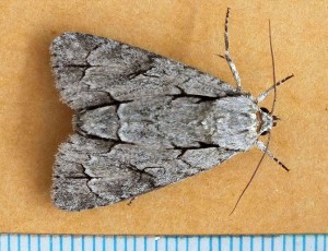 Noctuidae Acronicta psi a.jpg