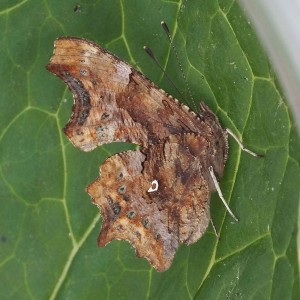 Nymphalidae Polygonia c-album b.jpg