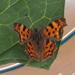 Nymphalidae Polygonia c-album a.jpg