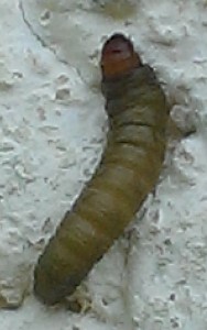 IMAG0988.jpg