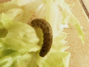 2014-07-18-mamestra brassicae.jpg