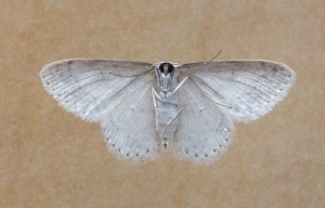 Geometridae Scopula marginepunctata b.jpg