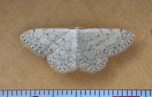 Geometridae Scopula marginepunctata a.jpg