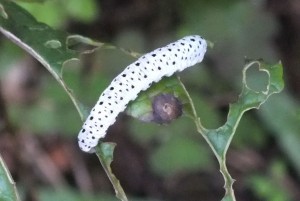 chenille blanche a.jpg