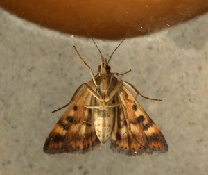 Crambidae Pyrausta despicata c.jpg