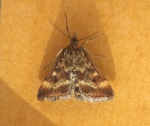 Crambidae Pyrausta despicata b.jpg