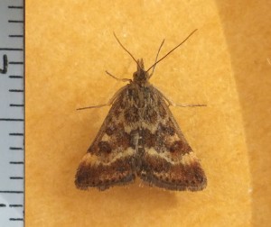 Crambidae Pyrausta despicata a.jpg