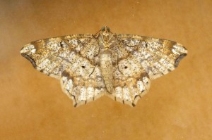 Geometridae Macaria notata b.jpg