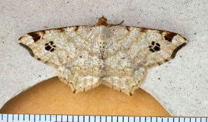 Geometridae Macaria notata a.jpg