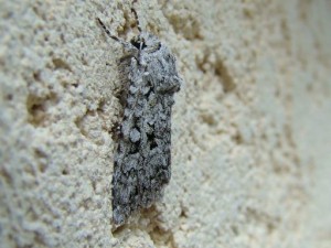 Noctuidae bis.JPG