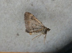 Geometridae Xanthorhoe ferrugata c.jpg