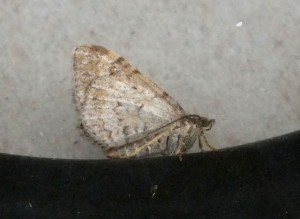 Geometridae Xanthorhoe ferrugata b.jpg