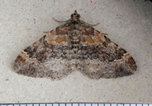 Geometridae Xanthorhoe ferrugata a.jpg