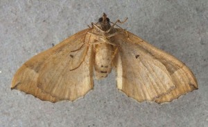 Geometridae Pelurga comitata b.jpg