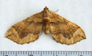 Geometridae Pelurga comitata a.jpg