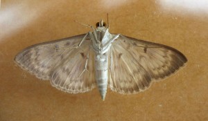 Crambidae Pleuroptya ruralis b.jpg