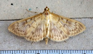 Crambidae Pleuroptya ruralis a.jpg