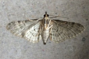 Geometridae Gymnoscelis rufifasciata b.jpg