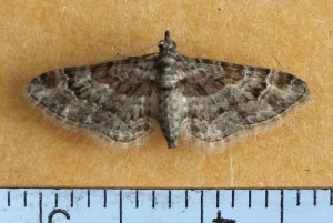 Geometridae Gymnoscelis rufifasciata a.jpg