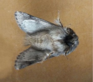 noctuidae x d.jpg